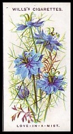37 Love-In-A-Mist